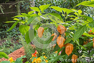 Chili pepper plant Stock Photo